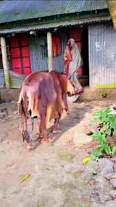 203K views · 697 reactions | Cow Funny Video 浪藍#reels #funny #comedy #reelsvideo #reelsviral #fbreels #funnyvideos #foryou #foryoupage #comedyreels #viralreel #reelsfypシ | Your Funny bro | Facebook