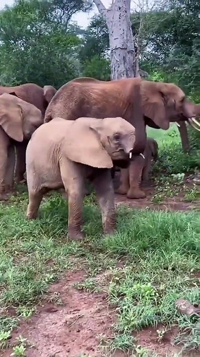 Fun and Happy Animals Enjoying Nature with Their Families