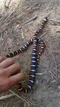 The COOLEST animals I've ever seen in the wild