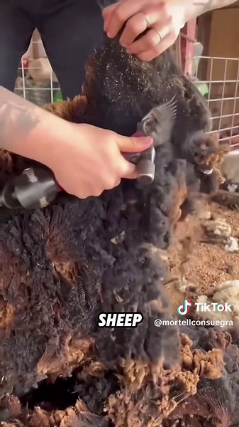 How Sheep Get Their Wool Trimmed: A Closer Look