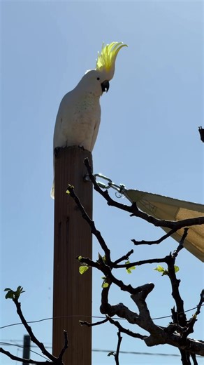 Adorable Parrots: A Glimpse into Their World