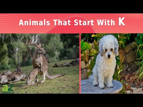 Animals That Start With The Letter K - Listed With Facts!