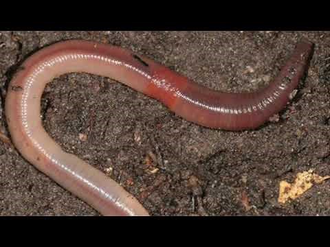 Earthworm Sally Full Theme (Lyrics!)