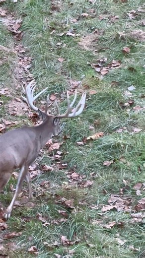 #dominantbuckoutfitters #2025Season #trophybuck #whitetail #whitetailhunting #whitetailhunt #guidedhunt #husbandwifehunt #coupleshunt #fatherandsonhunt #deerhunting | Dominant Buck Outfitters LLC