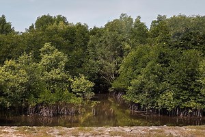 Planted mangroves fall short in carbon storage compared with natural mangrove forests: Study