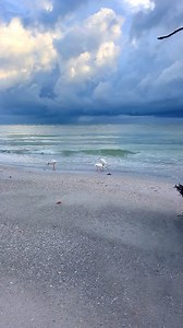 Longboat Key🌴🌴🌴 * * * #longboatkey #florida #beach | Follow Me To Longboat Key