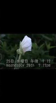 ツキミソウ Evening Primrose 2025年6月25日水曜日 Shorts