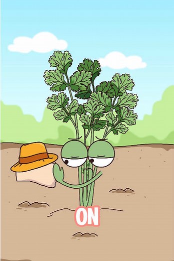 How to Harvest Cilantro for Endless Fresh Leaves