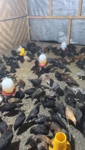 Populasi 300 ekor mitra ayam kampung rumahan yang berada di damuli dengan usia 45 hari | Indra Gunawan
