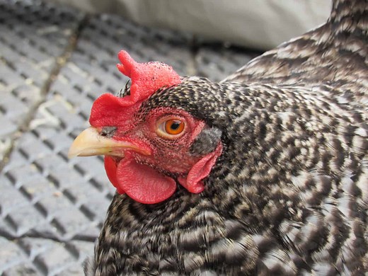 What Are the Red Things on a Chicken's Head? Proper Names and Why They Have Them