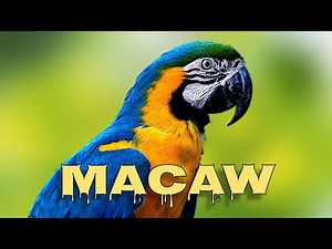 Blue and yellow macaw sounds, macaw screaming