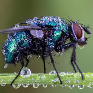 30K views · 1.8K reactions | A Masterclass in Macro Photography Join...