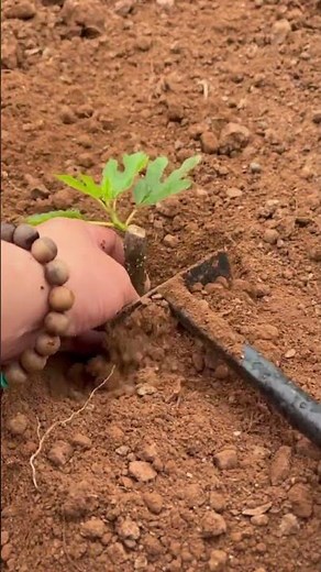 Simple Techniques For Planting New Green Shoots In The Ground