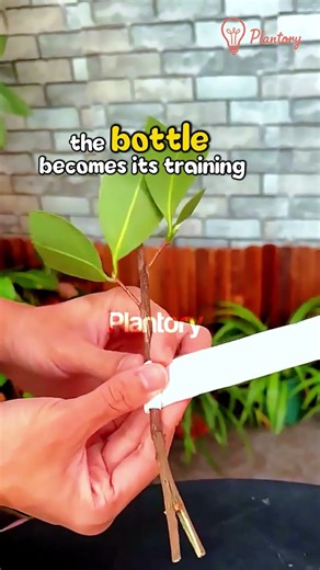 “Did You Know You Can Turn a Tea Branch Into a Root Powerhouse in 30 Days? 🌱💧”