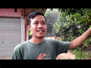 how to make matoa trees bear fruit quickly