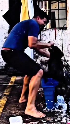 Other dogs vs my dog 🚨 #rottweilerthebruzzo9212 #rottweiler #dog #shorts