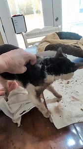 Tilly was "grooming" a lot last night and this morning, her suit was wet in the chest area so I pulled it off before we fed her. Then she really doubled down on grooming areas she can't get to because of the suit, she was a wet slimy kitty 🤢. So after breakfast, she got a warm bath and clean clothes. And she smells good again 😸. | Tilly the Tongue-less Kitty and Friends