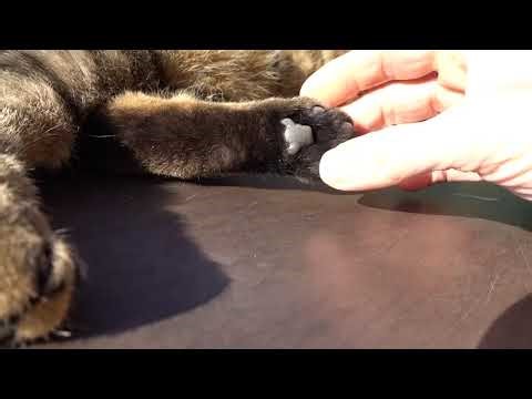 Paw petting 😸