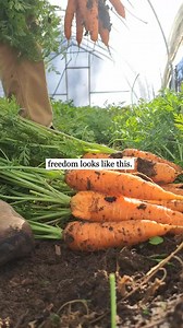 👉How to grow 77lbs of food in your backyard 1. Click https://buff.ly/4fqOzMn (link in bio) for Free Backyard Farm Launchpad and set up a 25 foot by 2.5 foot No Dig Garden bed in your back yard according to instructions in Launchpad. 2. Buy the following seeds: Carrots (4oz), Beets (4oz), Zucchini (7g), Radishes (1 oz), Spinach (15g), Arugula (1g) , Lettuce Mix (2.5g) , Kale (1 oz) @trueleafmarket @johnnys_seeds @epicgardening @migardener @highmowingorganicseeds (or your favorite seed company) 3
