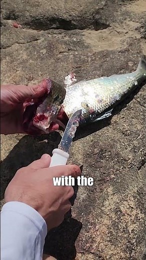 River Fishing Tips: Catch More Fish & Big Fish With Even Small Bait: FATKAT Best Catfishing Rigs!