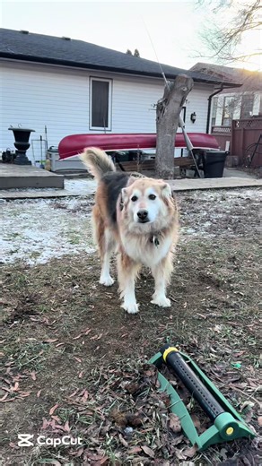 Meet Riley! 🩷 Riley is our newest foster and she is the sweetest girl in the world! She’s a very well behaved lady who loves people, gets on very well with other dogs and cats and enjoys going for sniff walks and lounging in the back yard or inside close to her human. This super affectionate love bug is also fine to stay home alone during the work day. Her age is a bit of a guess but she’s a senior. Even for an older gal and has quite a bit of pep in her step and has lots of mobility (she does 