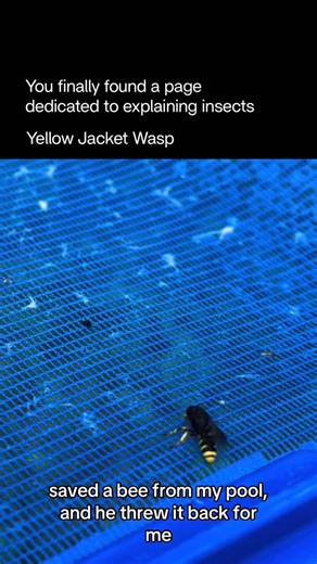 Explaining Insects 🦋 on Instagram: "The yellow jacket wasp is a fast, aggressive social wasp known for its bold black-and-yellow pattern and incredibly painful sting. Found across North America and Europe, yellow jackets live in highly organized colonies that can grow to thousands of individuals, usually nesting underground, inside tree cavities, or in wall voids. Unlike honeybees, they can sting multiple times without dying, making them formidable defenders of their nest. They are skilled pred