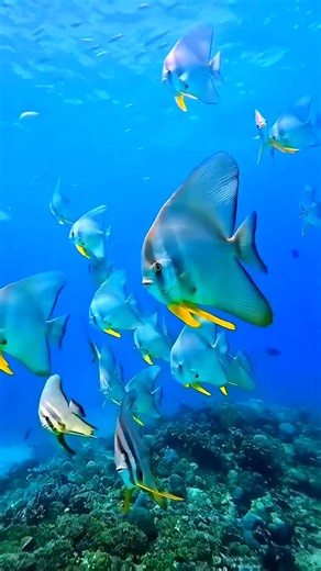 32K views · 2.8K reactions | Watching these fish has a calming effect. | I Love The Ocean | Facebook