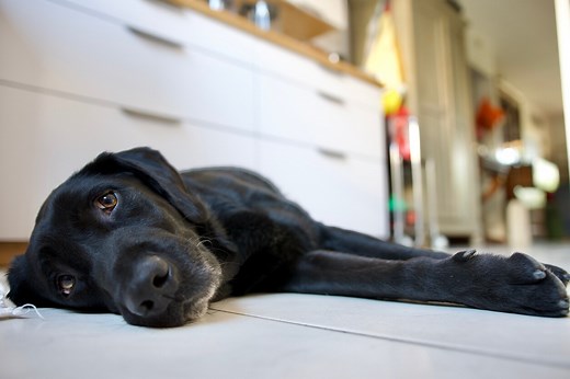 Imodium® For Dogs: Can You Give Dogs Imodium? | PetMD