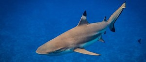 Reef Shark