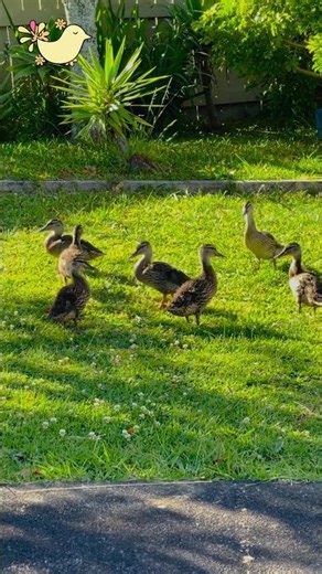 Ducks Sound ( Quacking Sounds of Ducks )