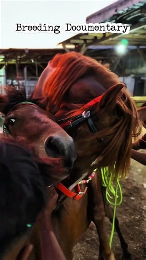 Eps 49 This stallion was in great distress|Breeding Documentary| #horse #animals #pets #nature #fyp