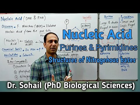 Nucleic Acid | Purine & Pyrimidines | Nucleotide & Nucleoside | Differences between DNA & RNA