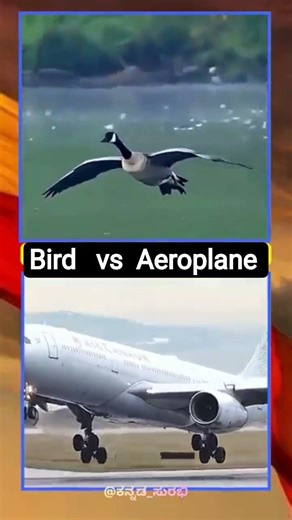 What a great landing technique taught by nature to a bird with clear application of aerodynamics..🫡