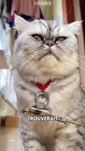 Le chat le plus COLLANT du monde