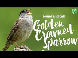 Golden Crowned Sparrow Song Call And Singing | Bird Song Relaxing Music