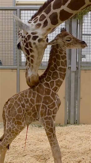 Big news, coming in tall! 🦒 We’re so excited to announce the birth of a male giraffe calf, born on January 26, 2026, to mom Minka and dad Ja. The smallest of the tallest weighs in at 139lbs and stands 5 feet 8 inches tall. He’s showing lots of positive signs, from walking and nursing to bonding with mom and the occasional burst of zoomies. Described as calm and curious, the calf responded well during his first health checkup and routine care, qualities that will support future training. As a fi