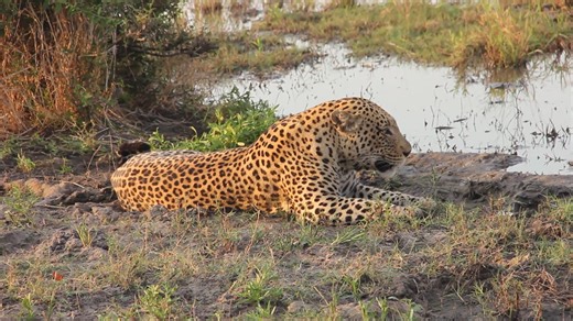 339K views · 6.2K reactions | SAY NO TO HUNTING OF BIG CATS. Let's...