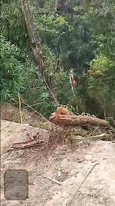 Zipping Through the Forest: How Pulleys Move Massive Logs Efficiently