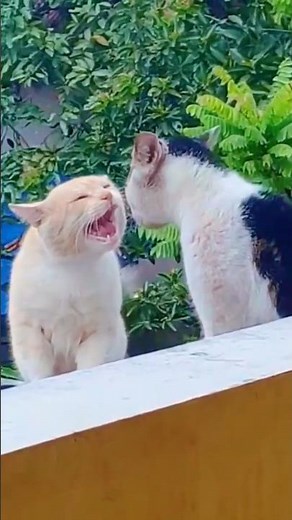 😼Epic Cat Fight Compilation – Funny and Fierce Moments #cat #fight #shorts