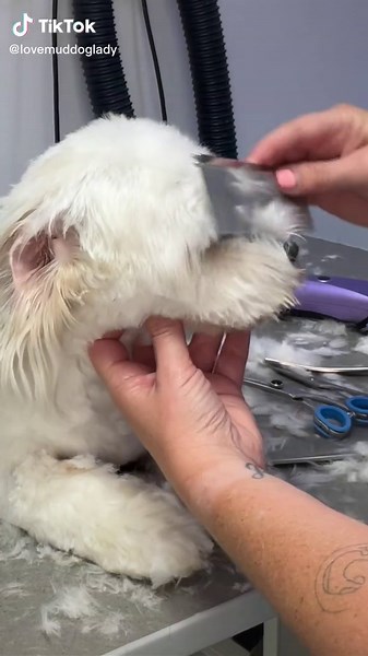 How to Create the Perfect Teddy Bear Nose for Your Dog