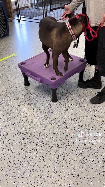 Rehabilitating Faith: Understanding Fear in Dogs