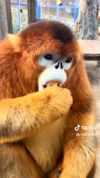 Exploring Golden Monkeys: Unique Features and Behavior