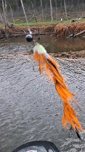 I was so close. #42fishing #murraycodfishingaustralia #murraycodaddiction #murraycod #flathead | Matthew Forbes