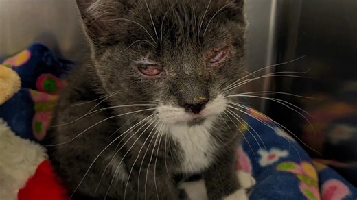 Feel good Saturday post ✅ 🐈 Remember sweet Suzy’s story we shared with you not that long ago? If you missed it, here’s a little recap. When Suzy was only a few weeks old, her world went completely dark. A severe upper respiratory infection left her unable to open her eyes, and she was brought to a local veterinary clinic to be euthanized. But the clinic staff held onto hope and reached out to us if we could take her and treat her, and WARL said yes. With medical care, patience, and a whole lot 