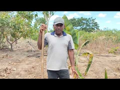 Cleaning the string beans and showing a little bit of the countryside.