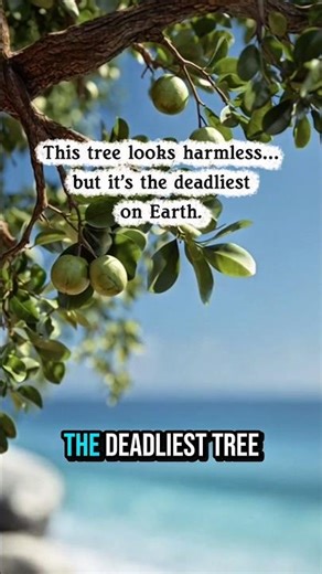 The Deadliest Tree on Earth 😱🌴