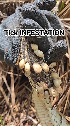 TICK INFESTATION #python #snake #wildlife #florida #nature