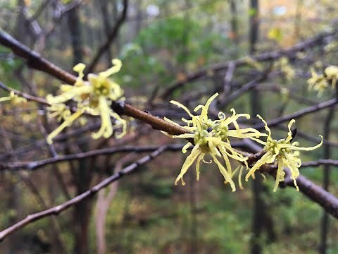 Tree Talk: Witch-Hazel