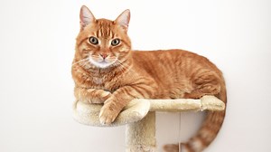 11 orange cat breeds that stand out