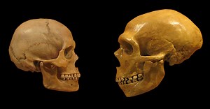 Neanderthal Genes Have an Impact on Many Aspects of Health | Cell And Molecular Biology